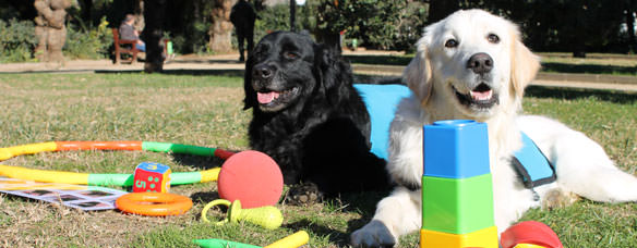 Máster en terapia asistida con animales