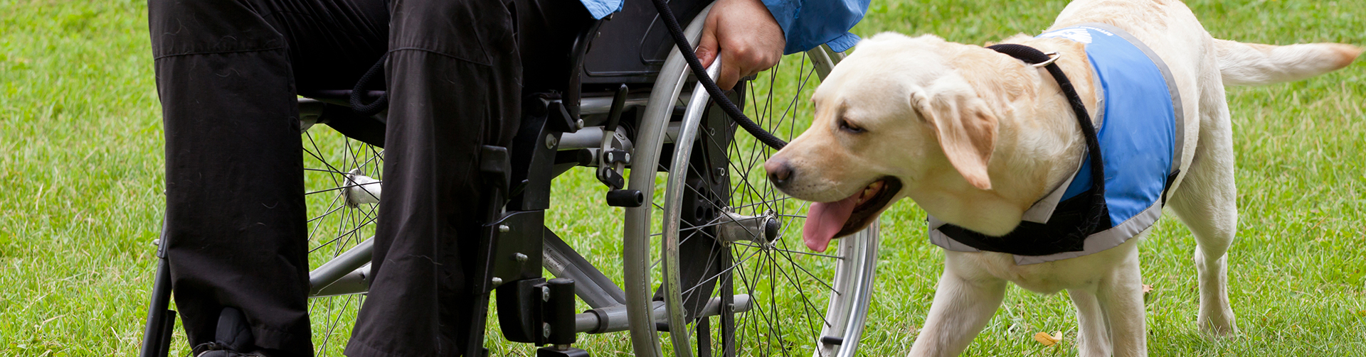 El perro como facilitador del trabajo neurorehabilitador