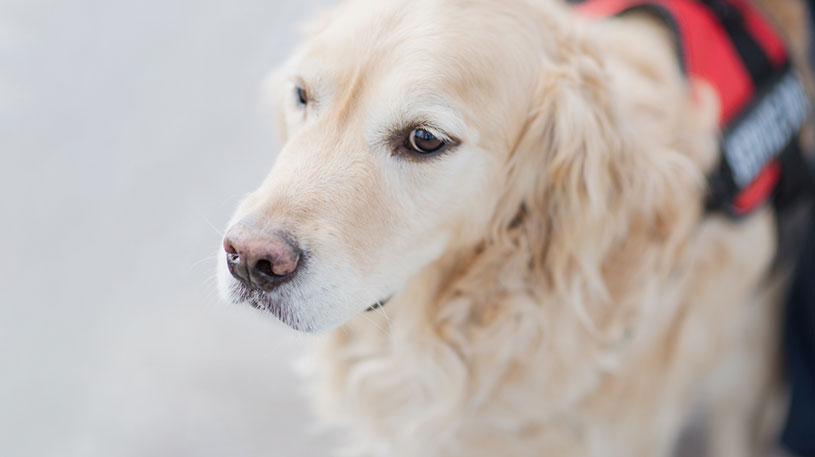 PERROS DE APOYO A MENORES EN JUZGADOS: Un recurso emocional en las exploraciones forenses